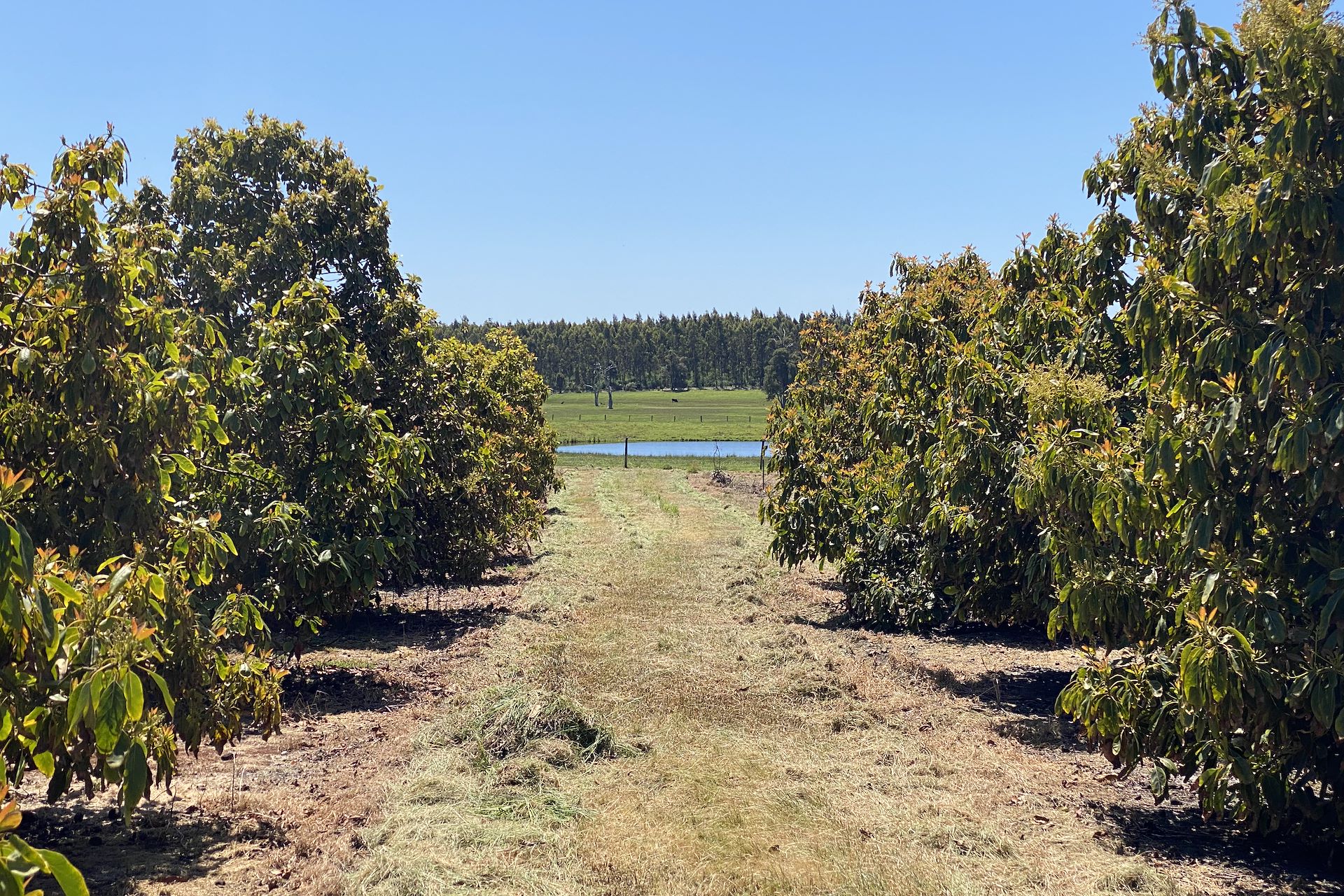 526 Ralston Road (Dixvale), Manjimup - Thumbnail 6