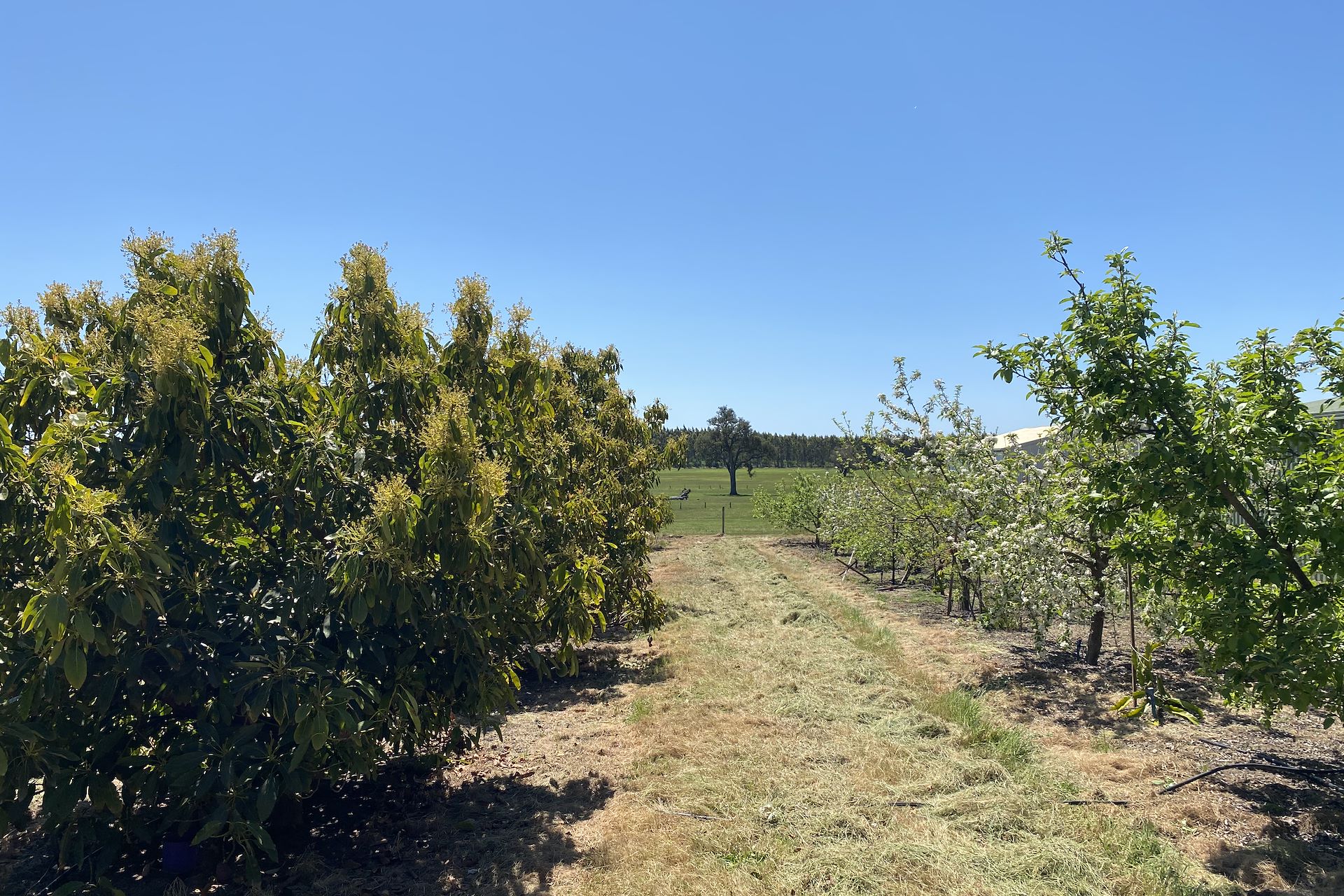 526 Ralston Road (Dixvale), Manjimup - Thumbnail 7